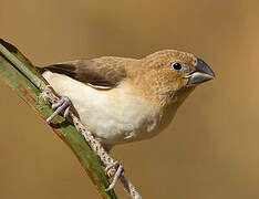 African Silverbill