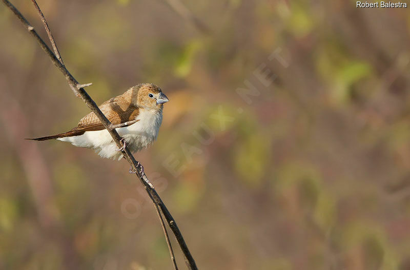 African Silverbill