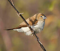 African Silverbill