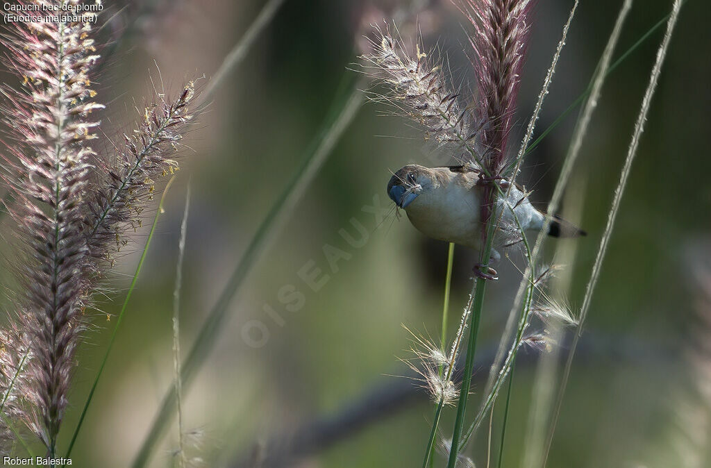 Indian Silverbill