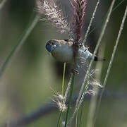 Indian Silverbill