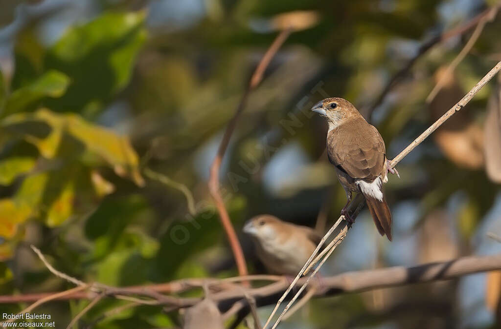 Indian Silverbill, pigmentation