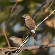 Indian Silverbill