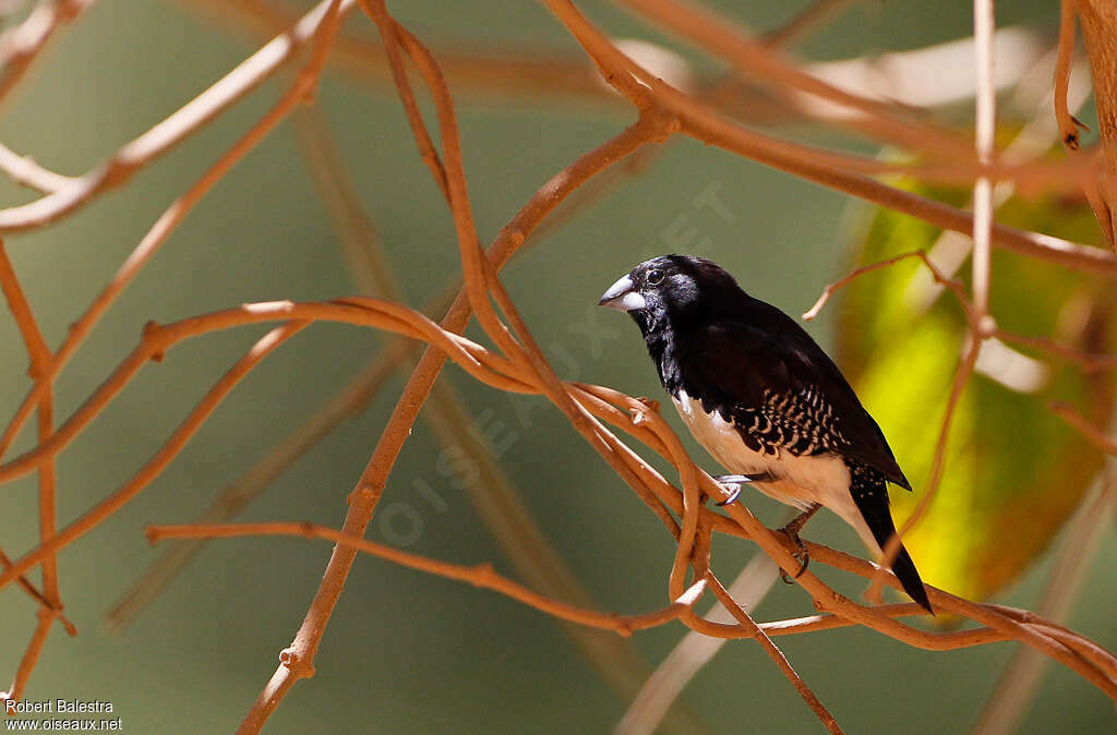 Black-and-white Mannikinadult