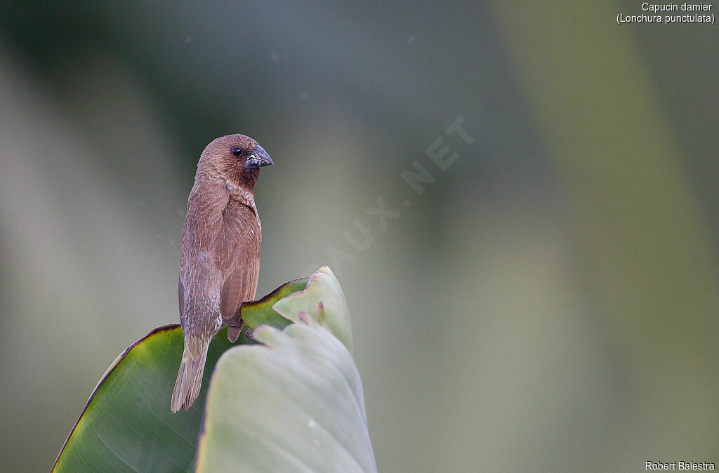 Scaly-breasted Munia