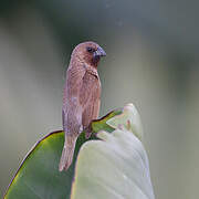 Scaly-breasted Munia