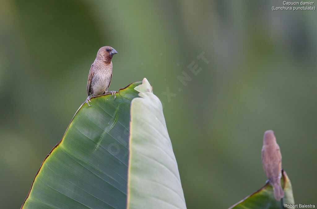 Scaly-breasted Munia