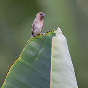 Scaly-breasted Munia