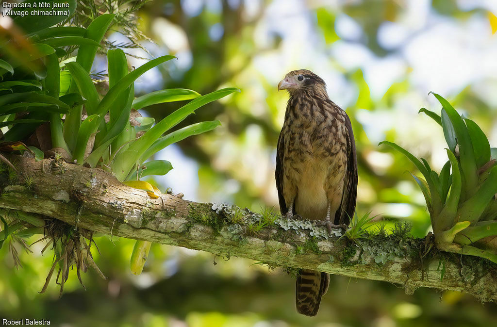 Caracara à tête jaune