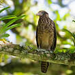 Caracara à tête jaune