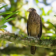 Yellow-headed Caracara