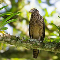 Caracara à tête jaune