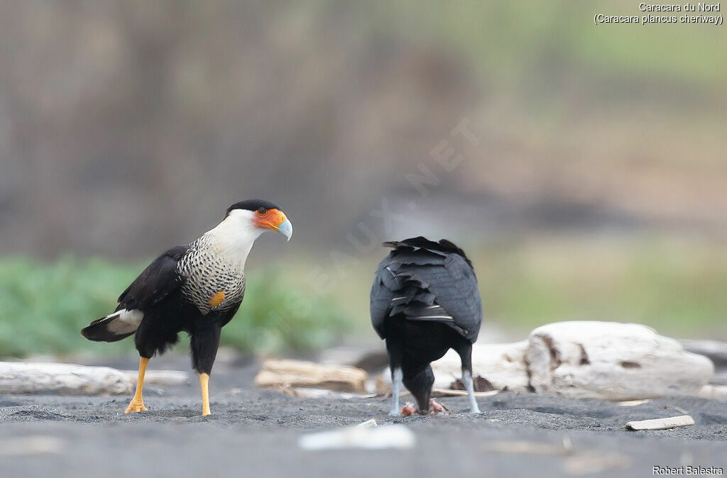 Caracara du Nord