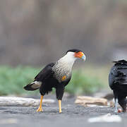 Crested Caracara (cheriway)