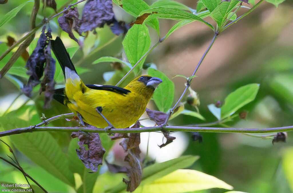 Black-thighed Grosbeak male adult, identification