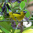 Cardinal à cuisses noires