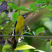 Black-thighed Grosbeak