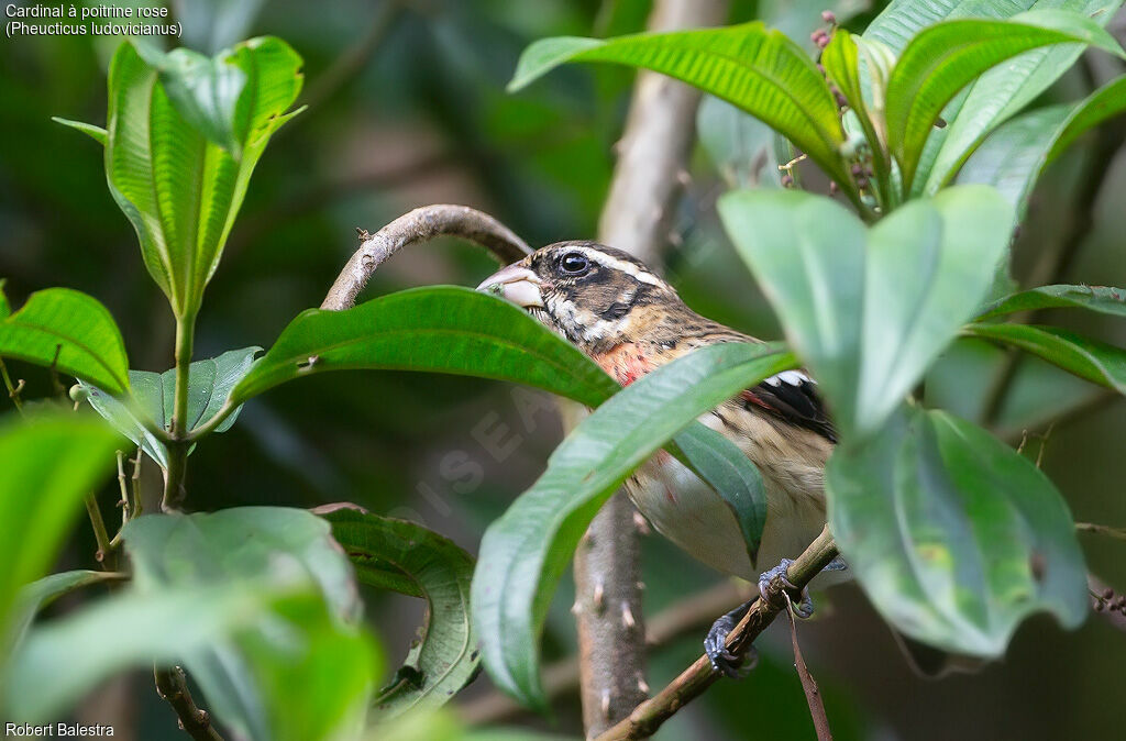 Rose-breasted Grosbeak