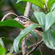 Rose-breasted Grosbeak