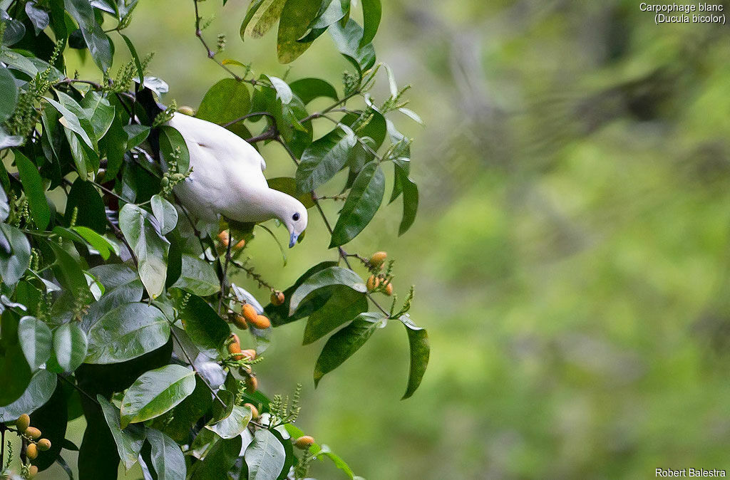 Carpophage blanc