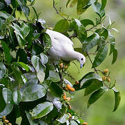 Pied Imperial Pigeon