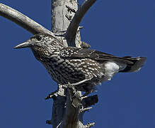 Spotted Nutcracker