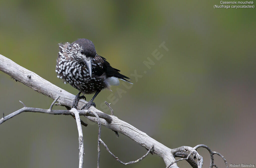 Spotted Nutcracker