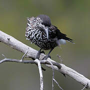 Spotted Nutcracker