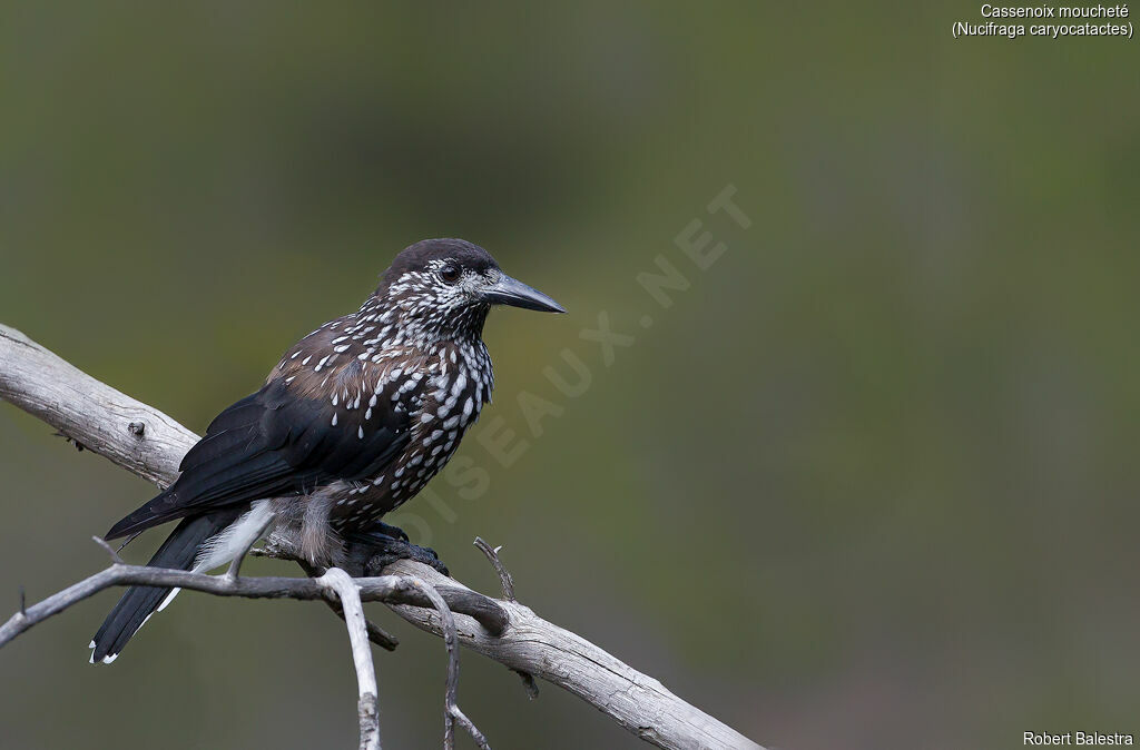 Spotted Nutcracker