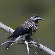 Spotted Nutcracker