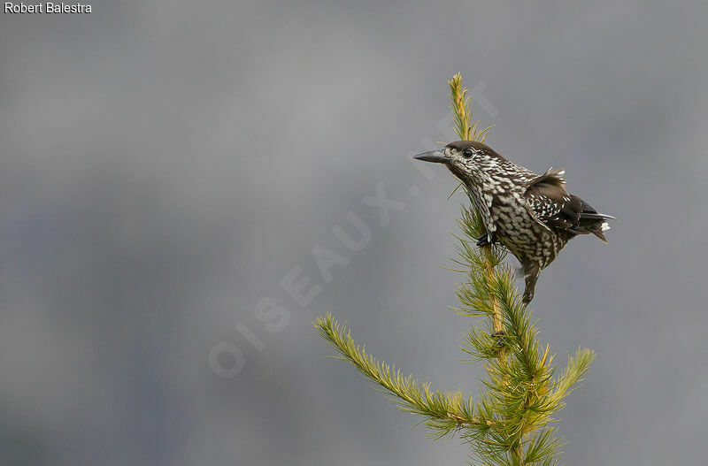 Spotted Nutcracker