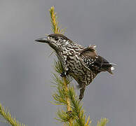 Spotted Nutcracker