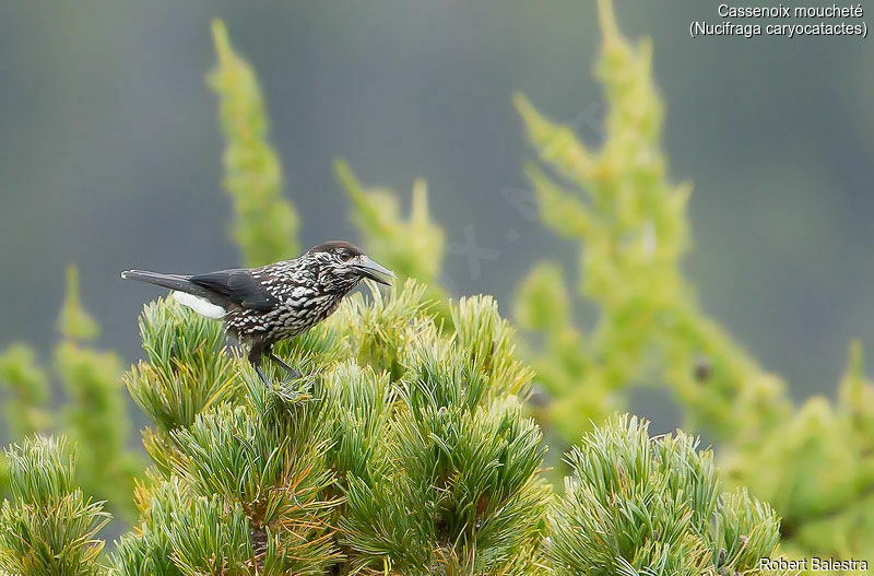 Spotted Nutcracker