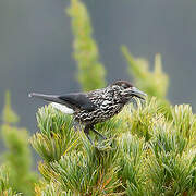 Spotted Nutcracker