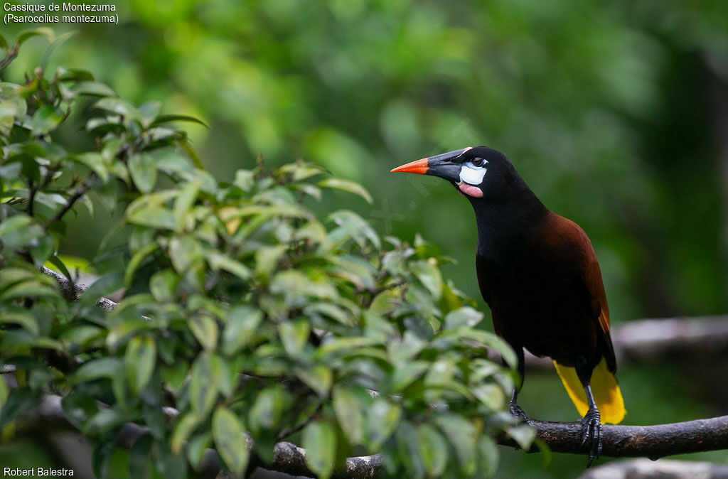 Montezuma Oropendola