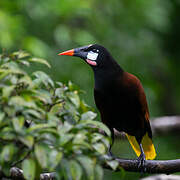 Montezuma Oropendola