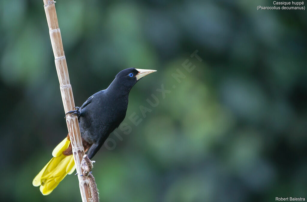 Crested Oropendola