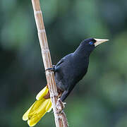 Crested Oropendola