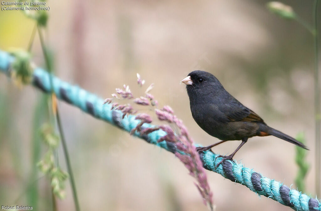 Paramo Seedeater