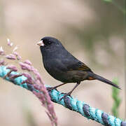 Paramo Seedeater