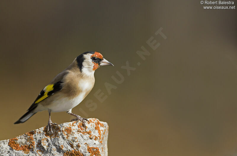 European Goldfinch