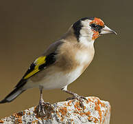 European Goldfinch