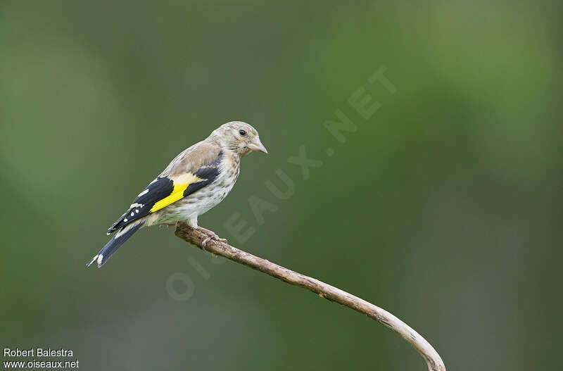 European Goldfinchjuvenile, identification