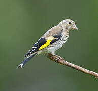 European Goldfinch