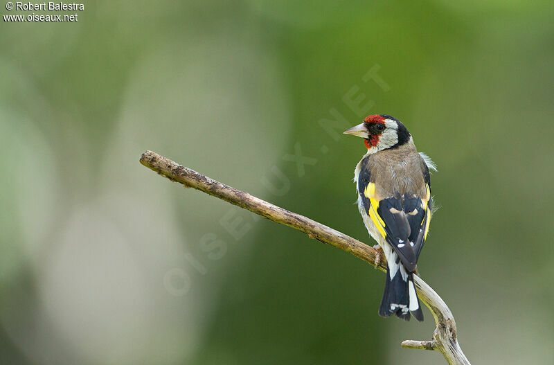 European Goldfinch