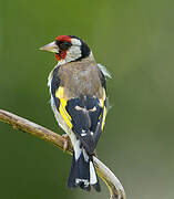 European Goldfinch