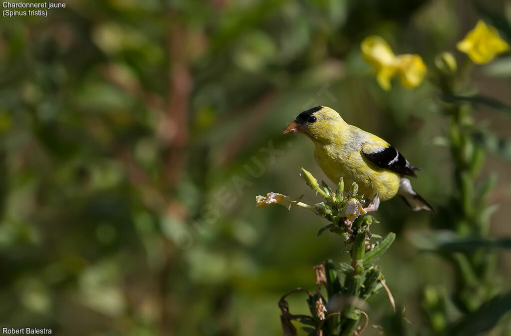 Chardonneret jaune