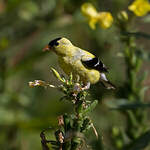 Chardonneret jaune