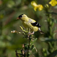 Chardonneret jaune