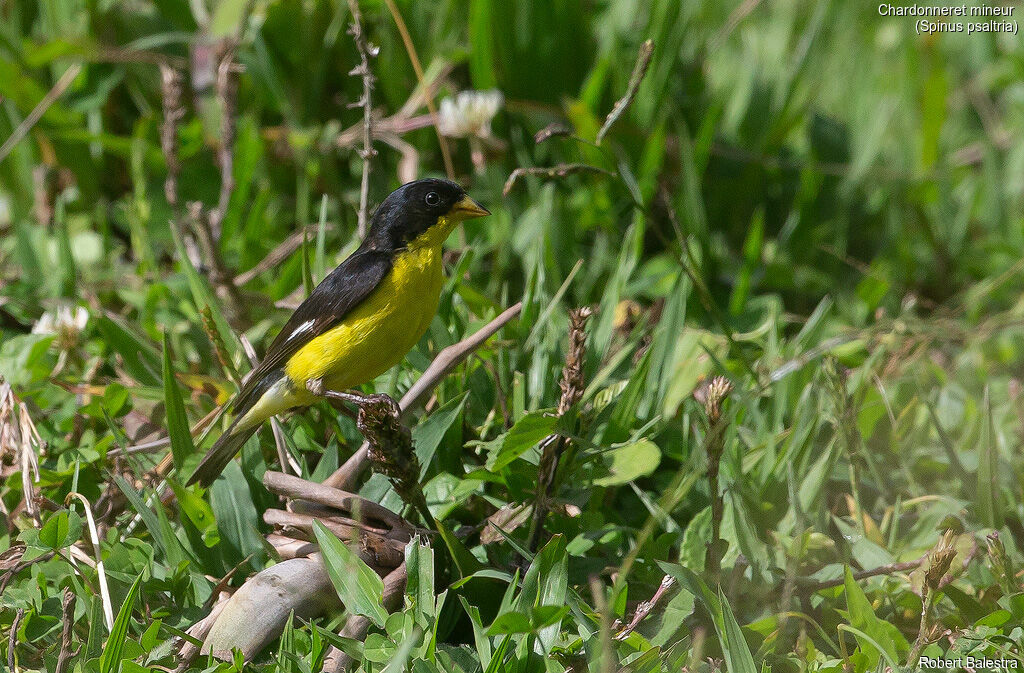 Lesser Goldfinch